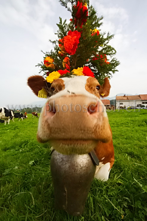 Les 3 accessoires : la sonaille, la vache et son chapeau