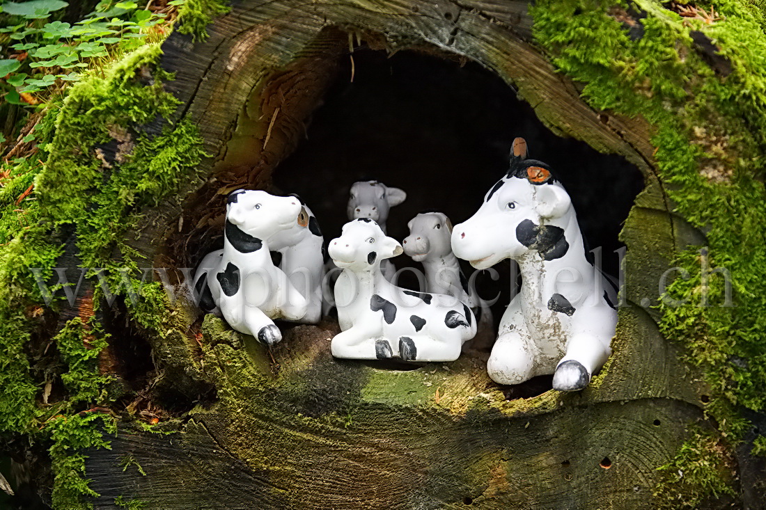 Vaches dans un tronc d'arbre...