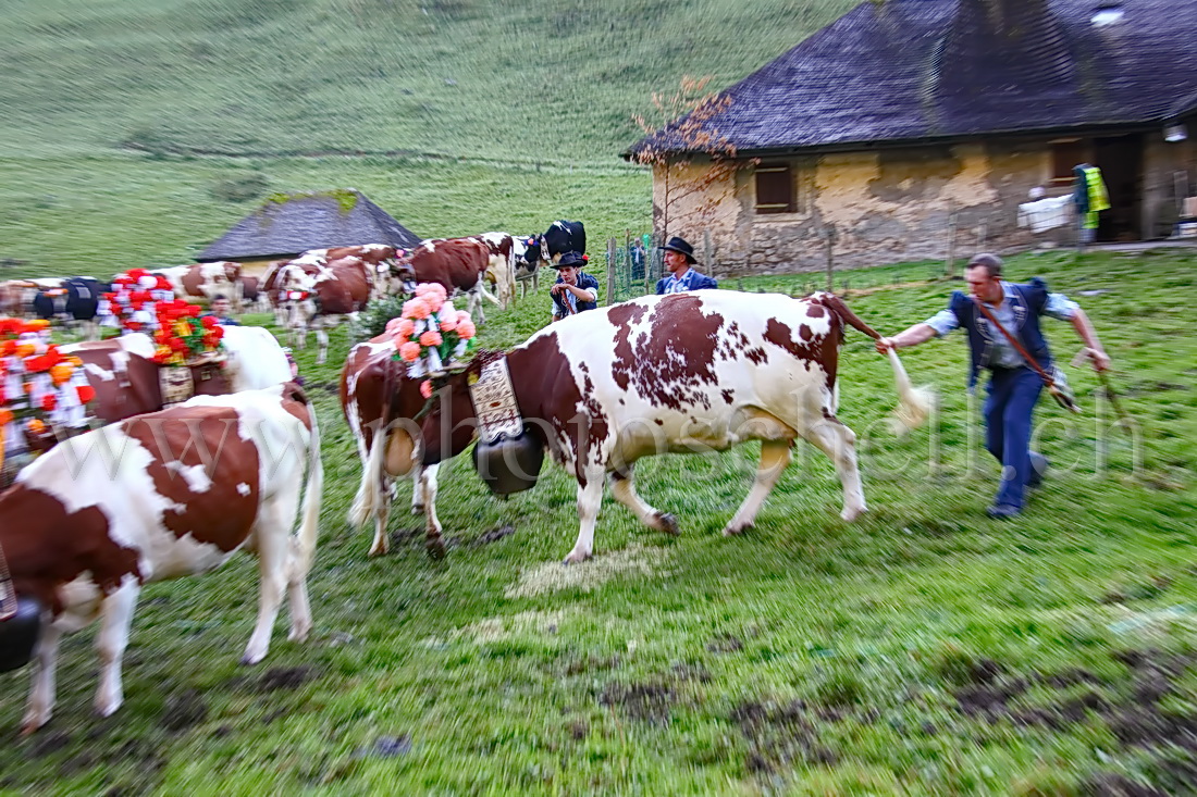 Vaches devant l\'étable avant la descente