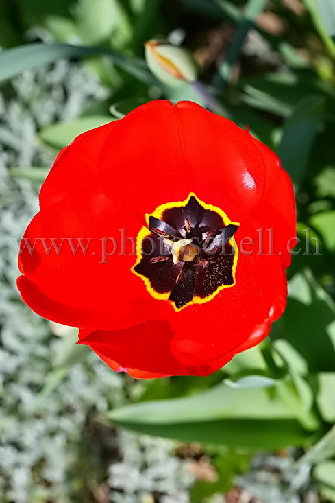 Vue plongeante d'une tulipe