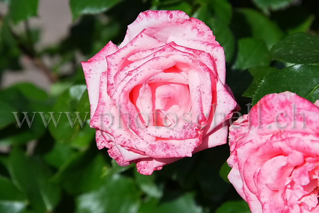 Rose bariolée