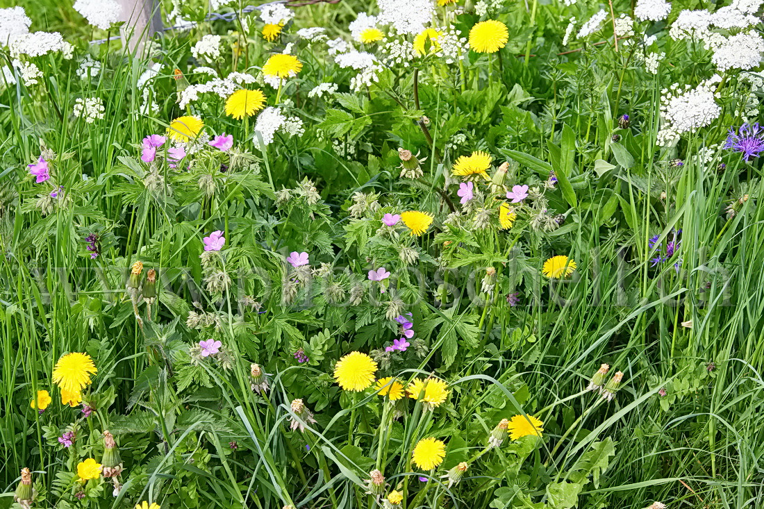 Fleurs des champs