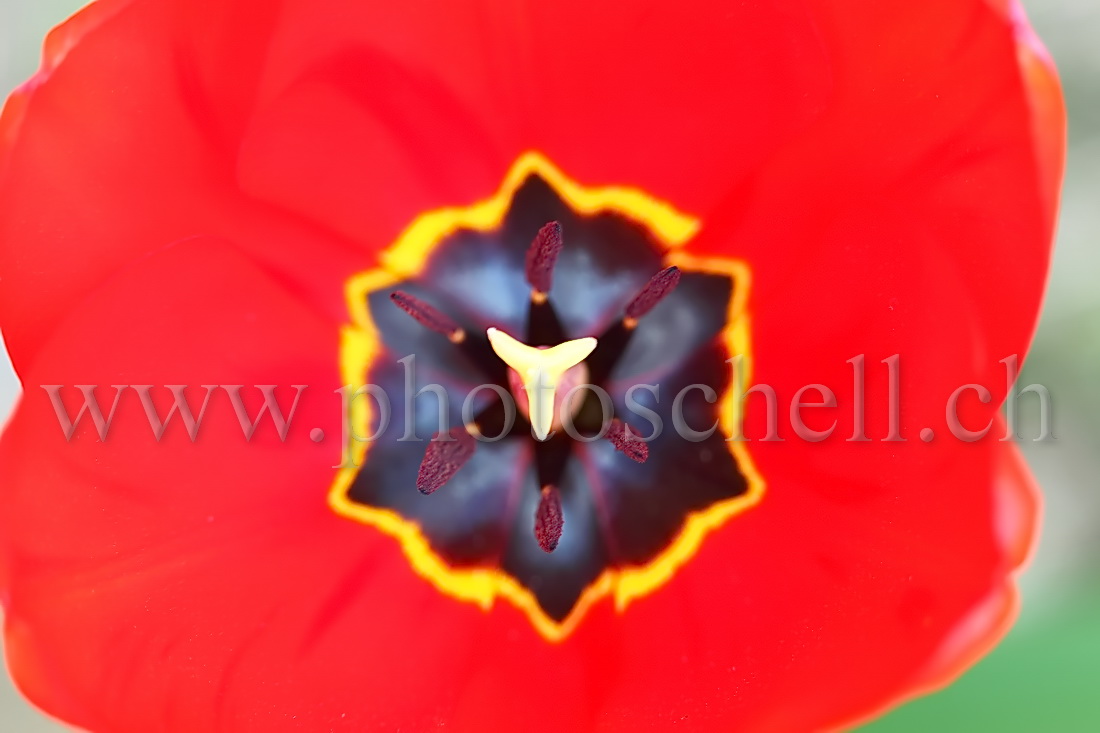 Intérieur d'une tulipe