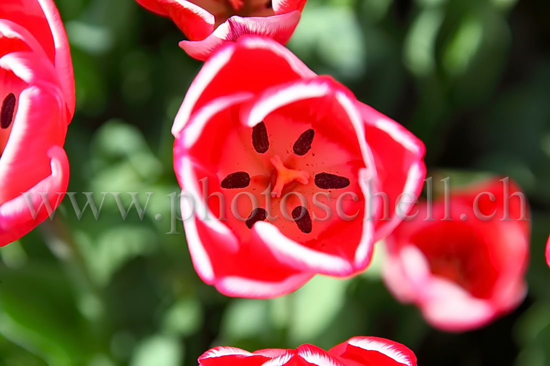 Intérieur d'une tulipe