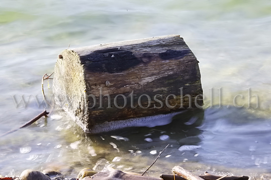 Buchette flottant dans le lac de la Gruyère