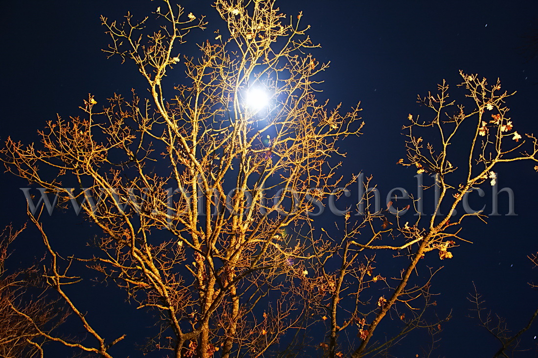 La lune passe à travers les arbres givrés