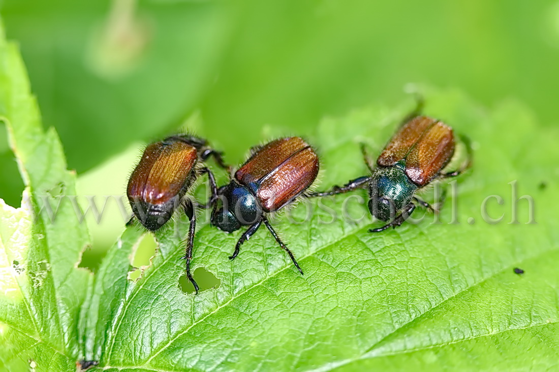 Insectes en train de manger une feuille de framboisier
