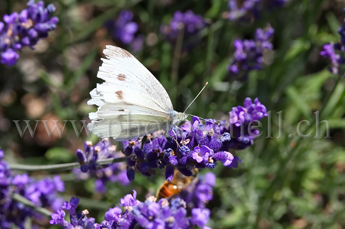 Papillon butinant des fleurs de lavande