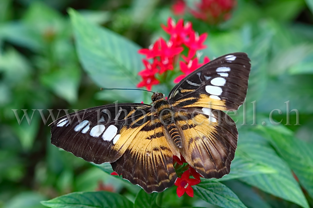 Papillon du Papiliorama