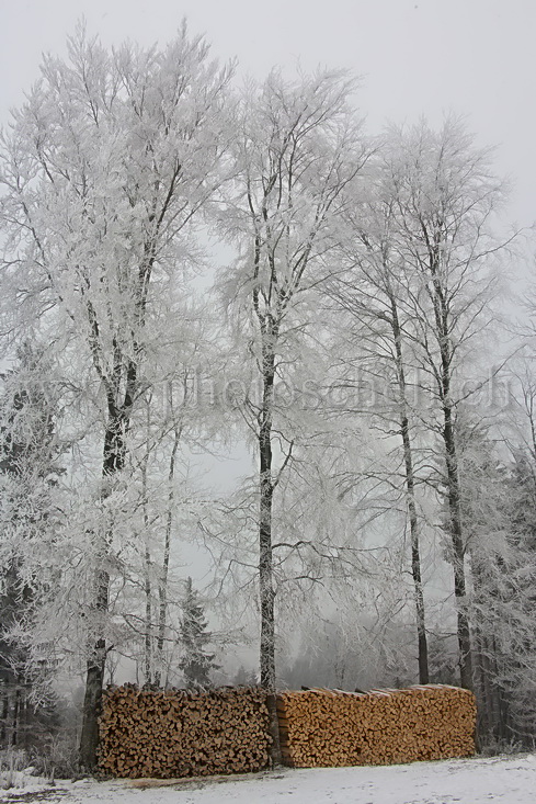 Neige et givre dans les arbres