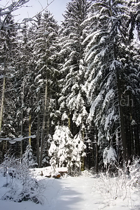 Chemin d'accès à la forêt