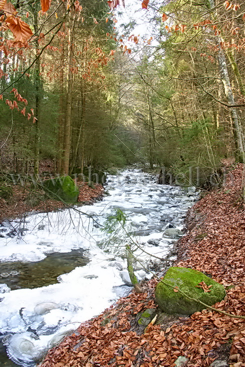 Ruisseau en partie glacé dans la forêt ensoleillée