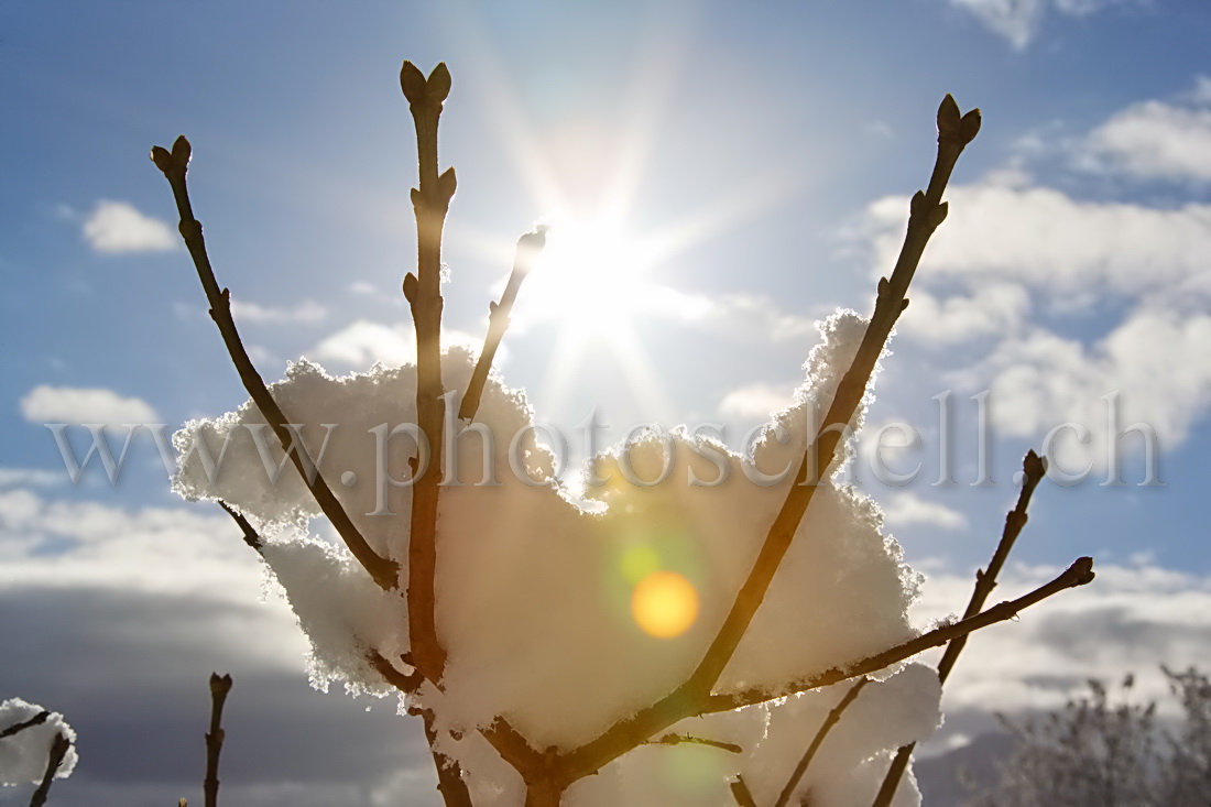 Soleil dans la neige des lilas bourgeonnants