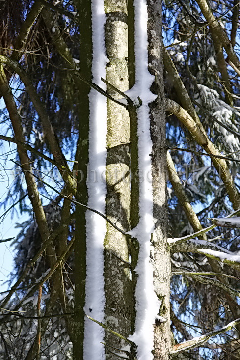 Projections de neige sur les troncs des sapins