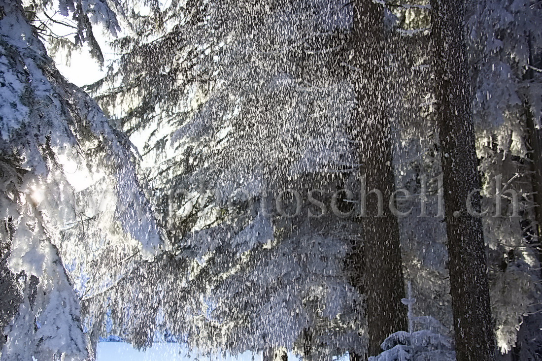 Chutes de neige dans les arbres