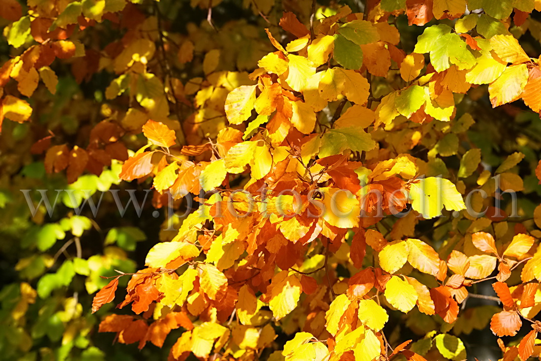 Couleurs des feuilles d'automne