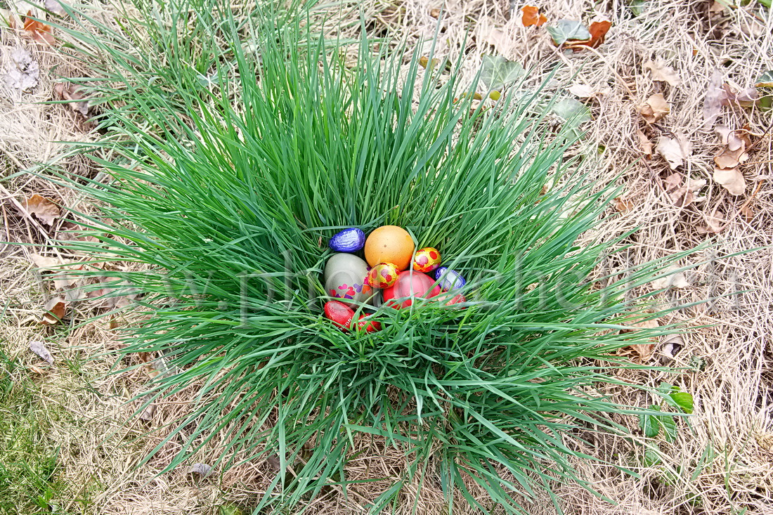 Oeufs de Pâques dans les l'herbe et les fleurs