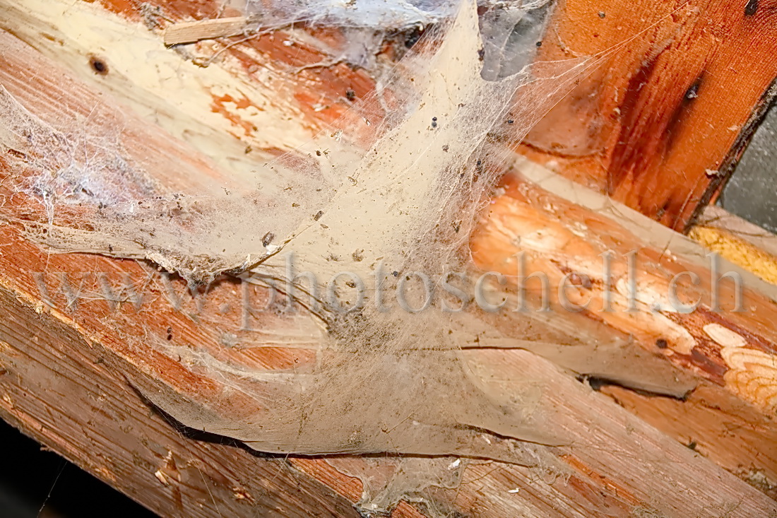 Toiles d'araignées dans la poussière de bois