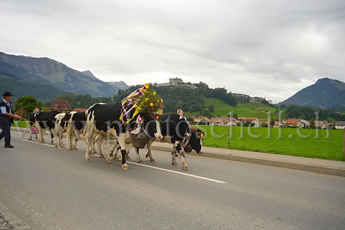 Désalpe sous le chateau de Gruyere