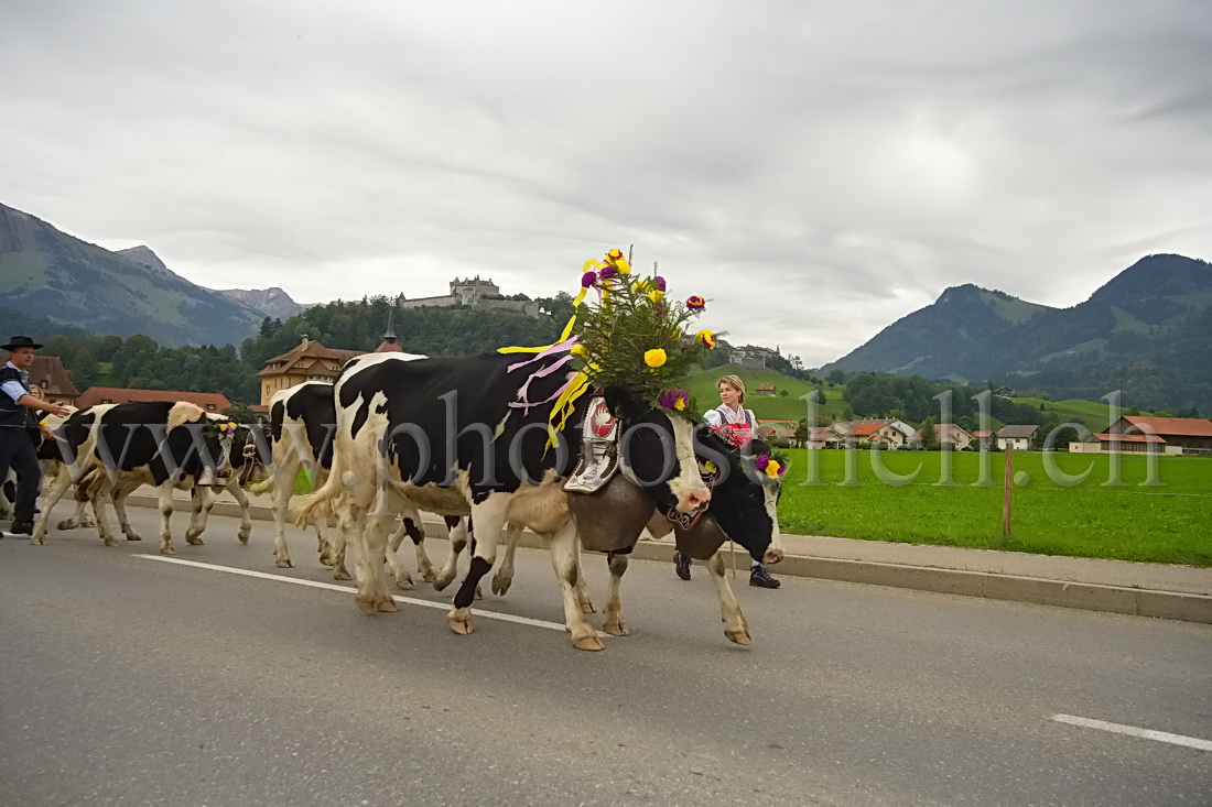 Désalpe sous le chateau de Gruyere