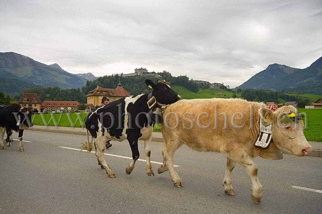 Désalpe sous le chateau de Gruyere