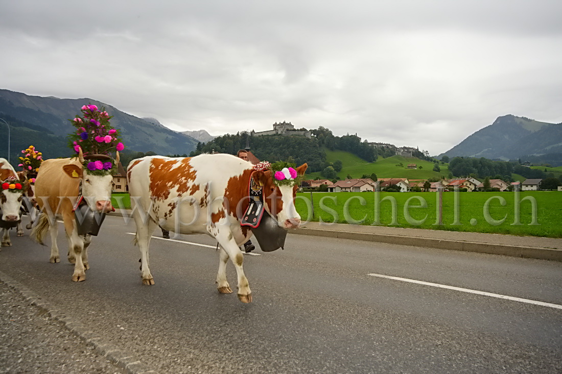 Désalpe sous le chateau de Gruyere