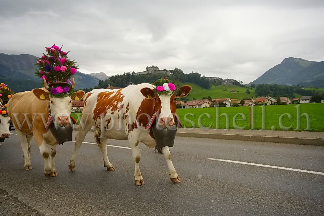 Désalpe sous le chateau de Gruyere