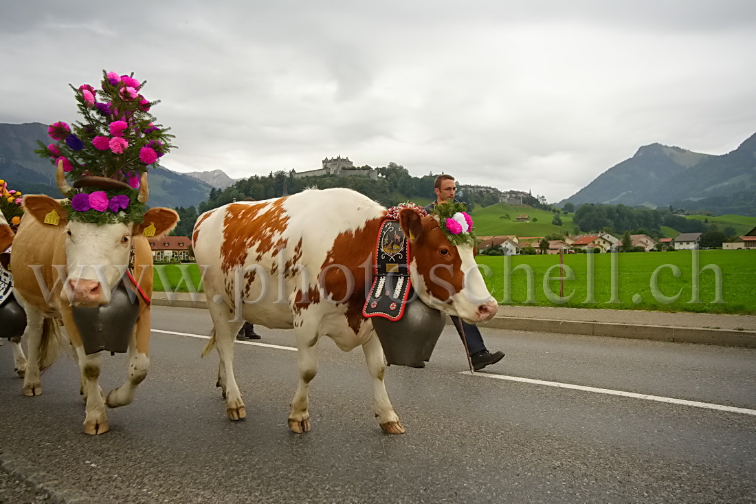 Désalpe sous le chateau de Gruyere