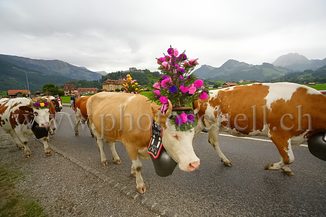 Désalpe sous le chateau de Gruyere