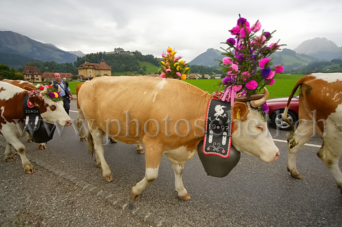 Désalpe sous le chateau de Gruyere