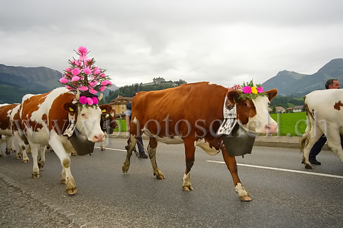 Désalpe sous le chateau de Gruyere