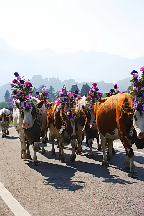 Les reines de la désalpe dans l'ombre du chateau de Gruyère