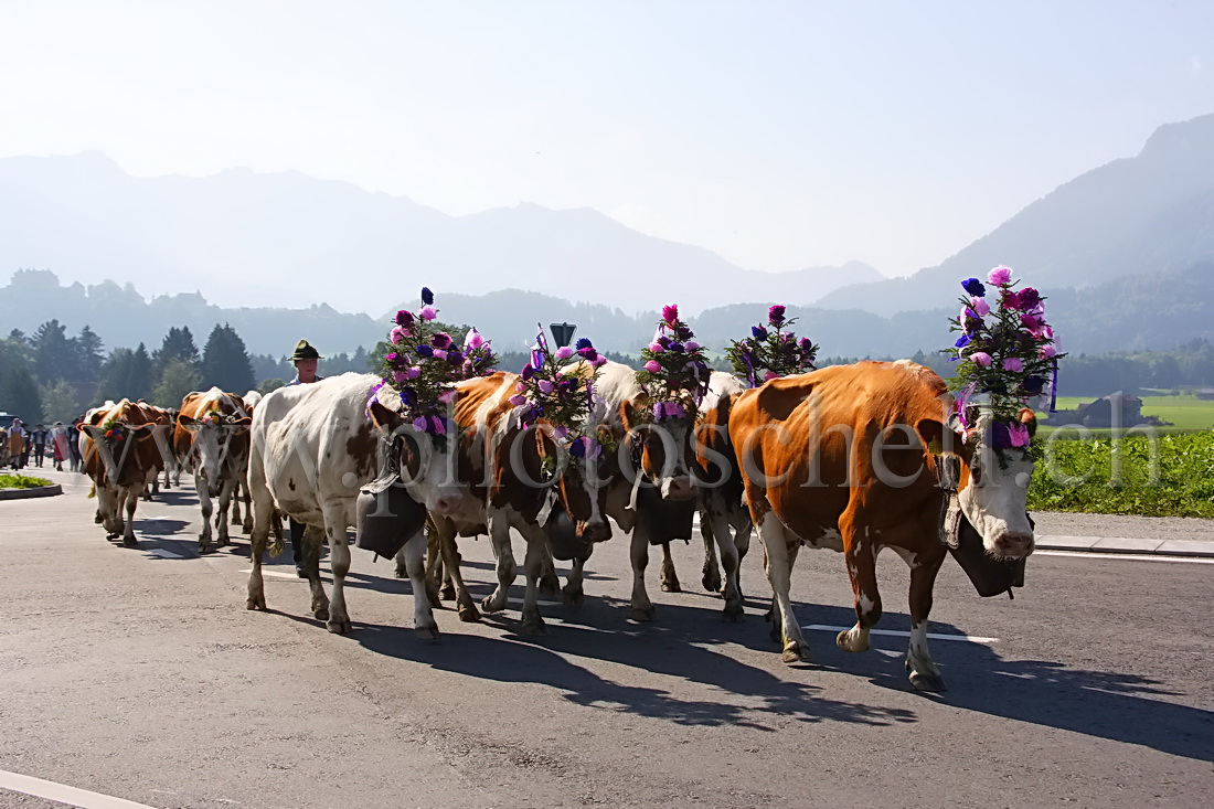 Les reines de la désalpe dans l'ombre du chateau de Gruyère