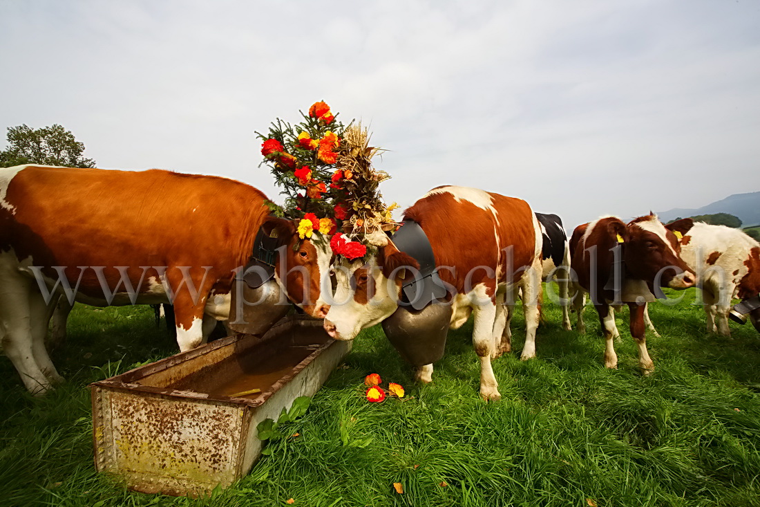 Reines de la désalpe à l'abreuvoir