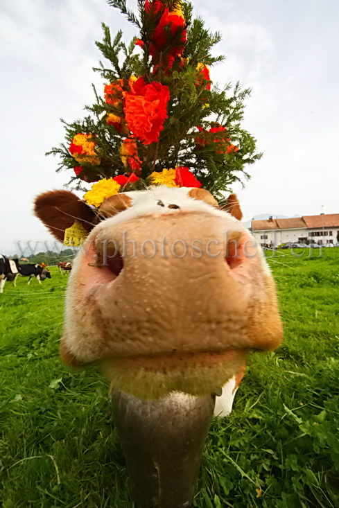 Les 3 accessoires : la sonaille, la vache et son chapeau