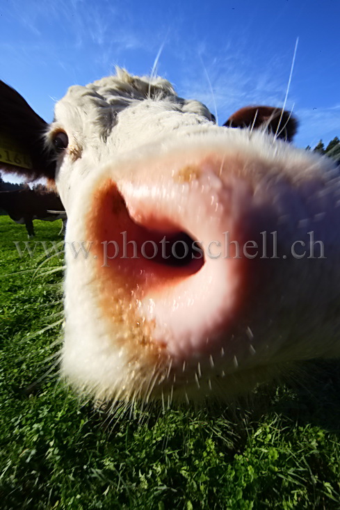 Vache curieuse