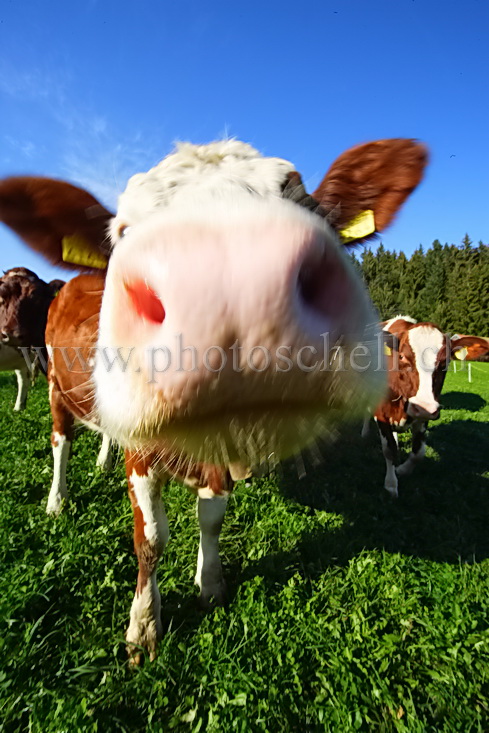 Vache curieuse