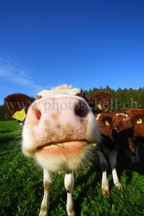 Grosse truffe, petits pieds