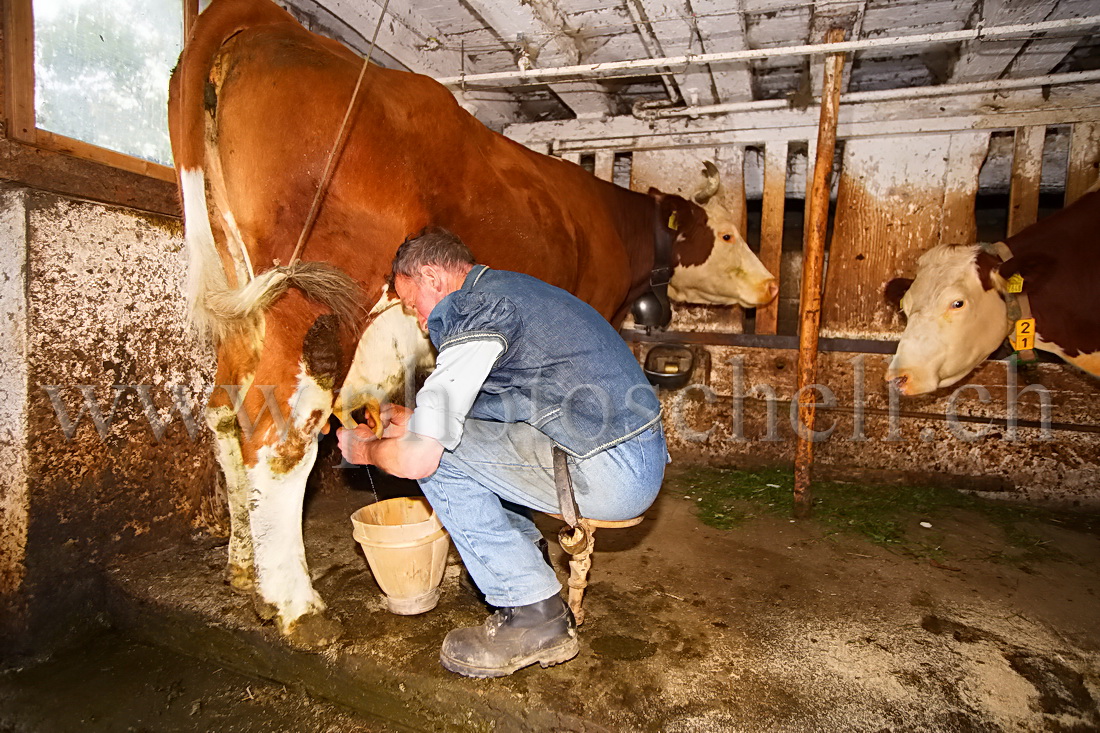 La traite manuelle à l'ancienne dans un baquet en bois de Gruyère