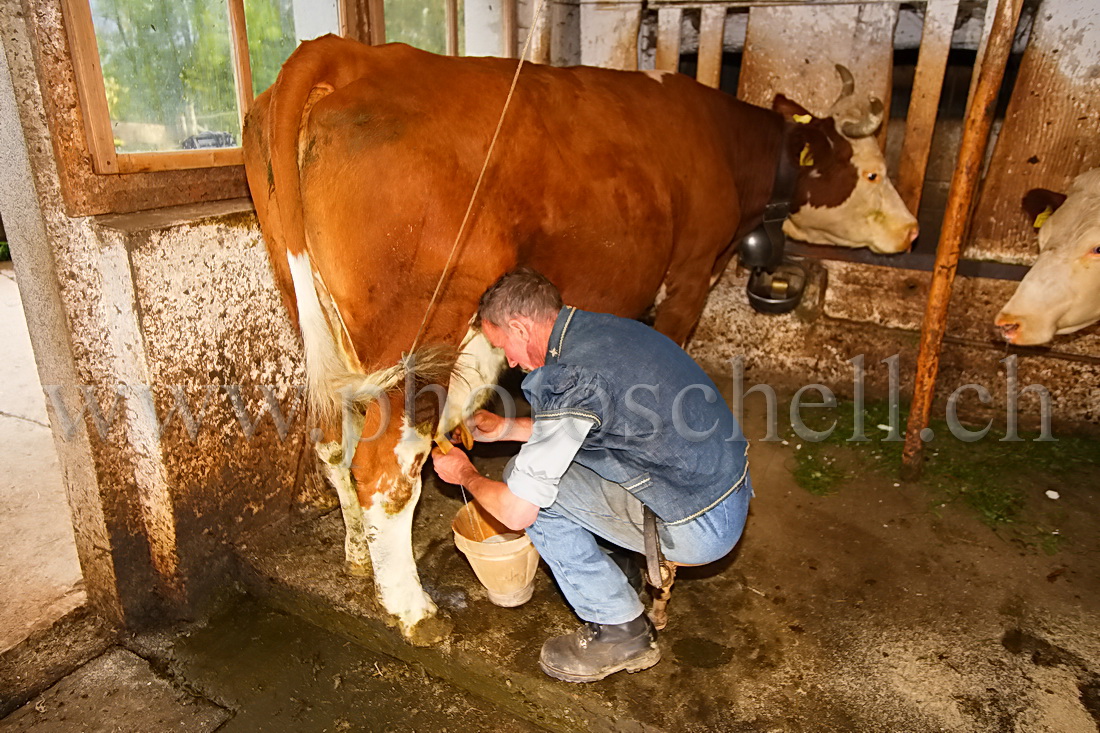 Le baquet se rempli doucement de lait frais