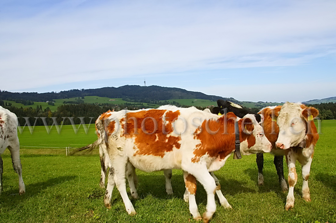 Jeunes veaux sur fond de Gibloux