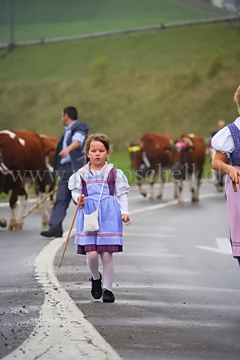 La marche au milieu des bovins dès le plus jeune âge
