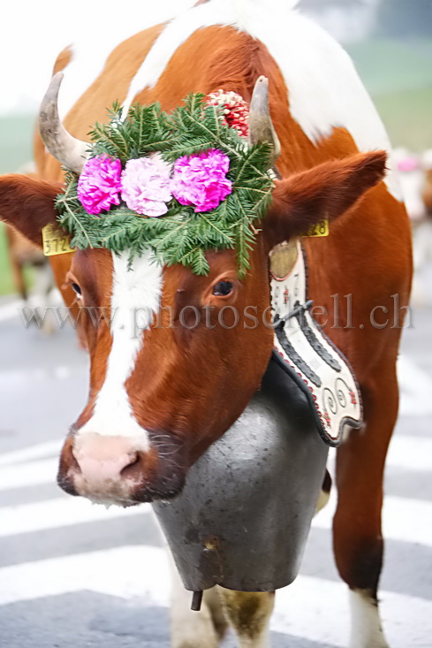 Gros plan sur une vache et sa sonaille