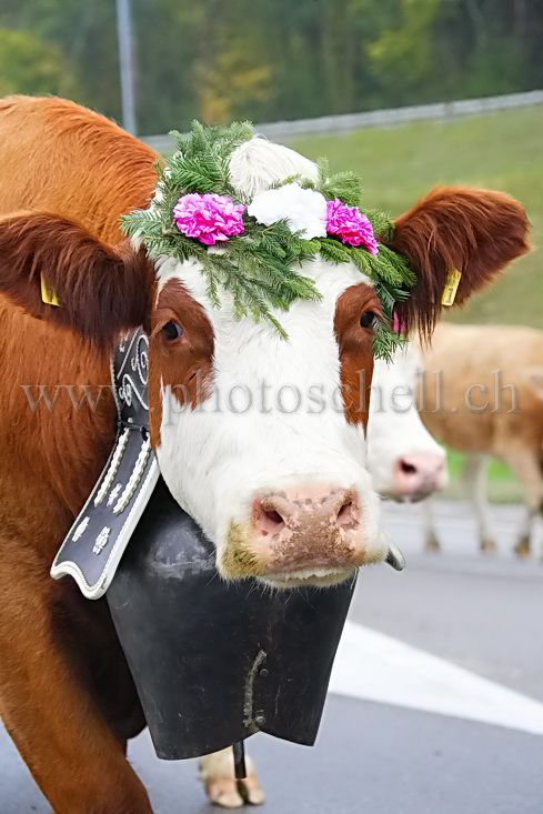 Gros plan sur une vache et sa sonaille