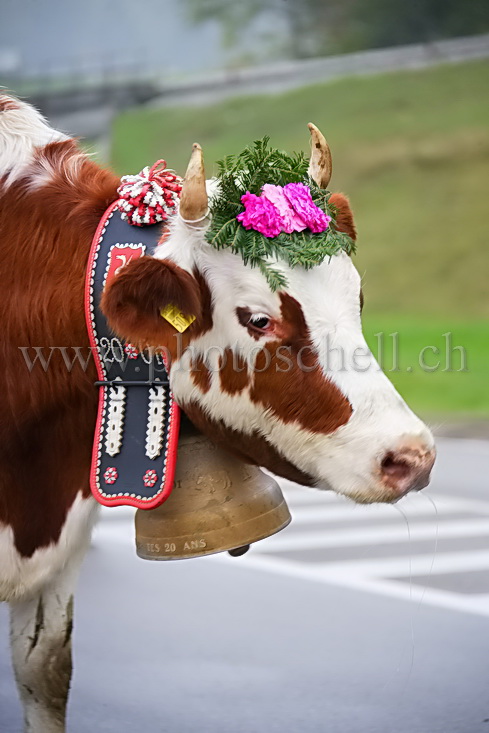 Gros plan sur une vache et sa cloche