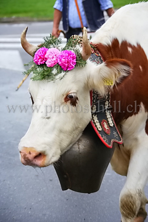 Gros plan sur une vache et sa sonaille