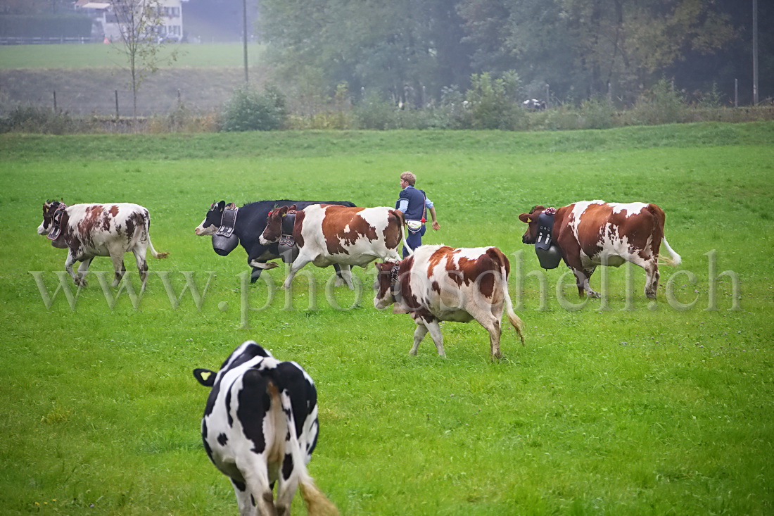 Course de vaches dans un pré lors de la désalpe