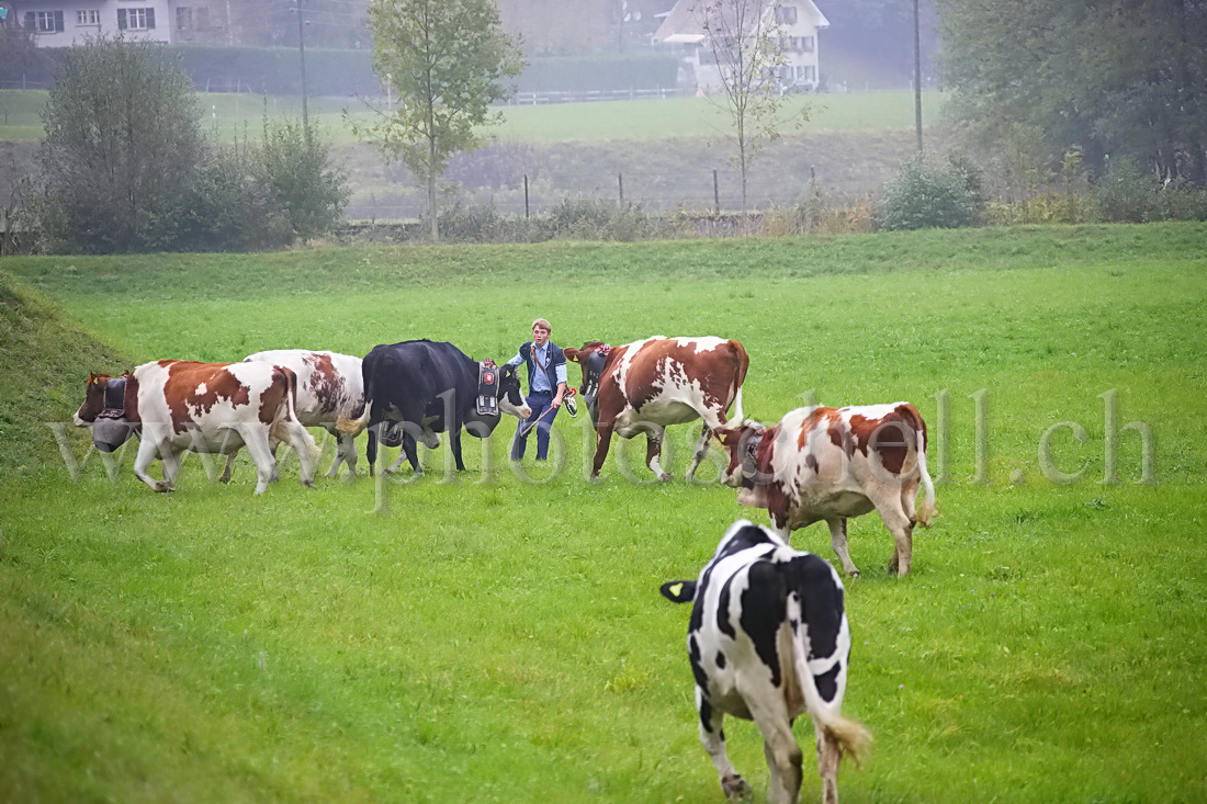 Course de vaches dans un pré lors de la désalpe