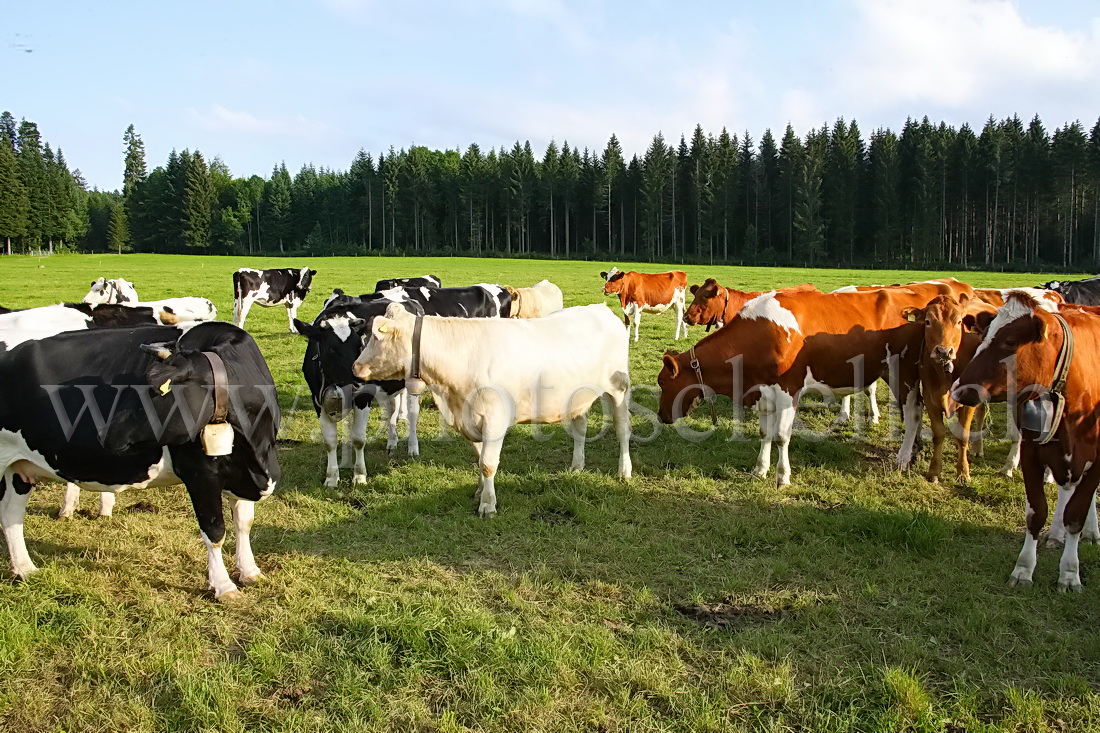 Ségrégation raciale chez les vaches