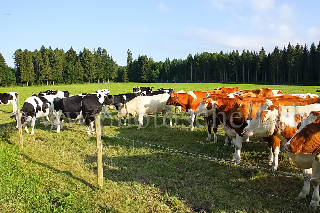 On ne se mélange pas vaches de couleur...